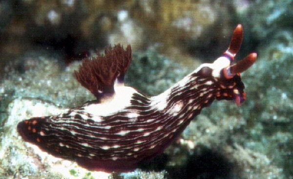 Nembrotha spC